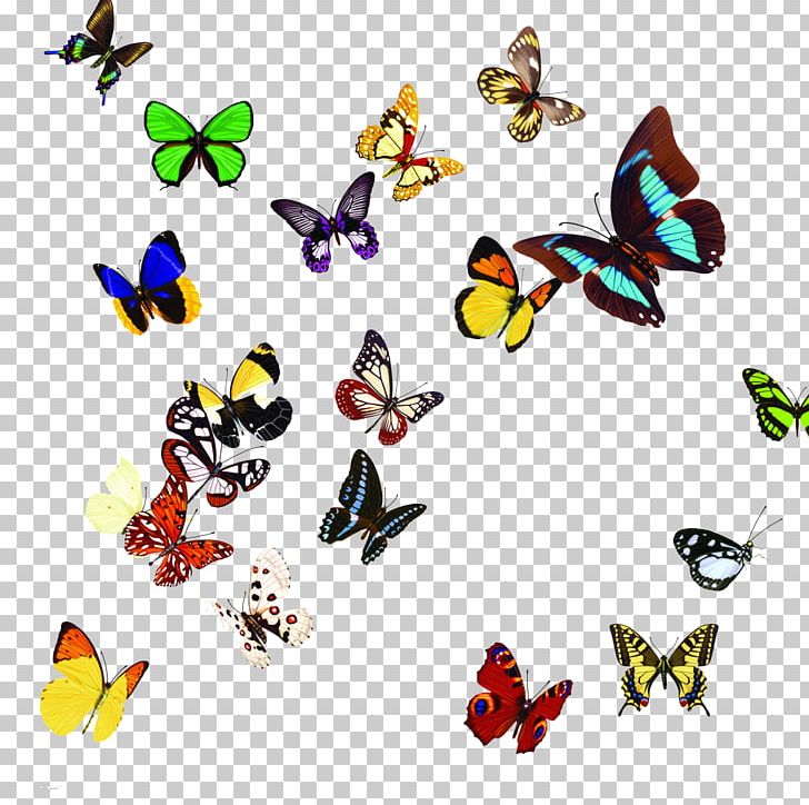 Butterfly PNG, Clipart, Animal, Animal Figure, Butterflies And Moths, Color, Color Pencil Free PNG Download