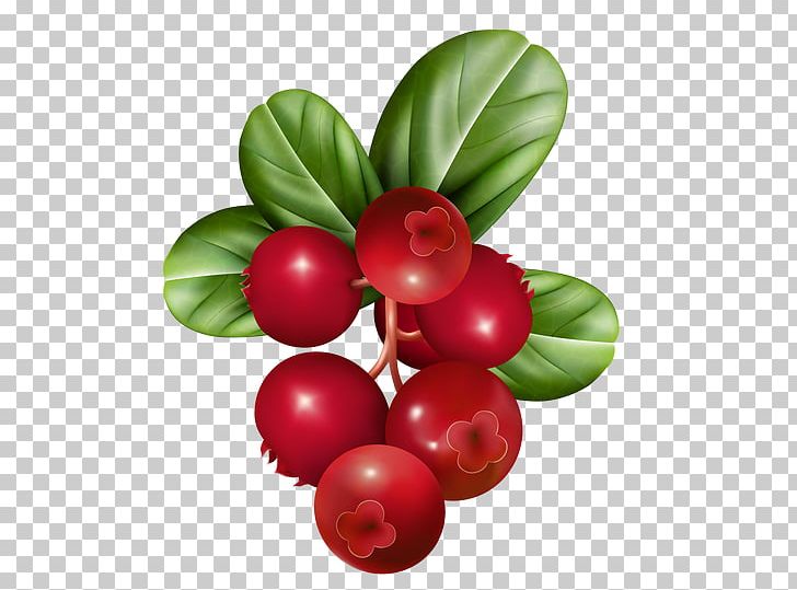 Cranberry Juice PNG, Clipart, Aquifoliaceae, Aquifoliales, Berry, Computer Icons, Cranberry Free PNG Download