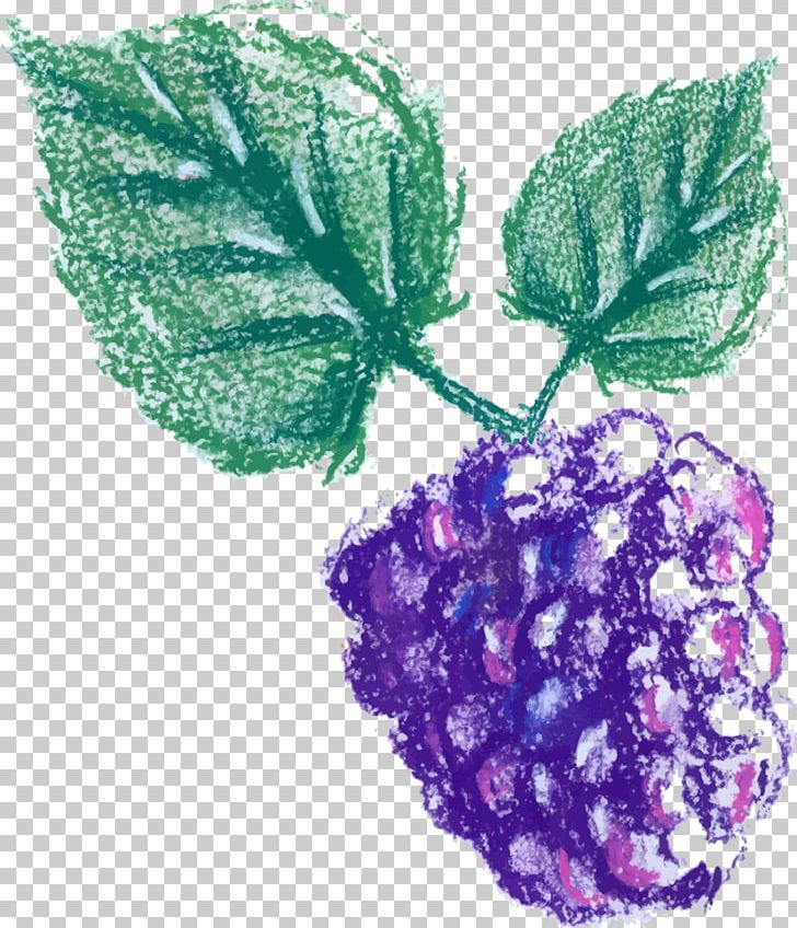 Grape Leaves Purple Leaf PNG, Clipart, Auglis, Flower, Fruit, Fruit Nut, Fruits Free PNG Download