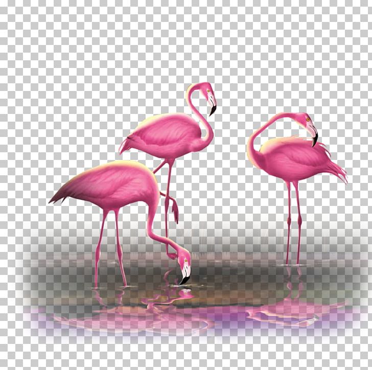 Greater Flamingo Bird Flamingos Pink PNG, Clipart, Animal, Animals, Beak, Bird, Color Free PNG Download