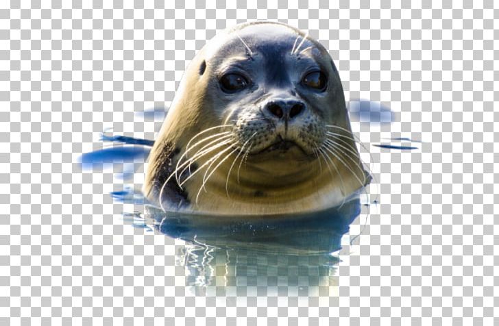 Earless Seal Natureland Seal Sanctuary PNG, Clipart, Earless Seal, Harbor Seal, Mammal, Marine Mammal, Ocean Free PNG Download
