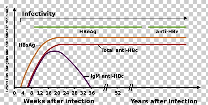 Hepatitis B Virus Viral Hepatitis HBsAg PNG, Clipart, Angle, Antibody, Antigen, Area, Blood Free PNG Download