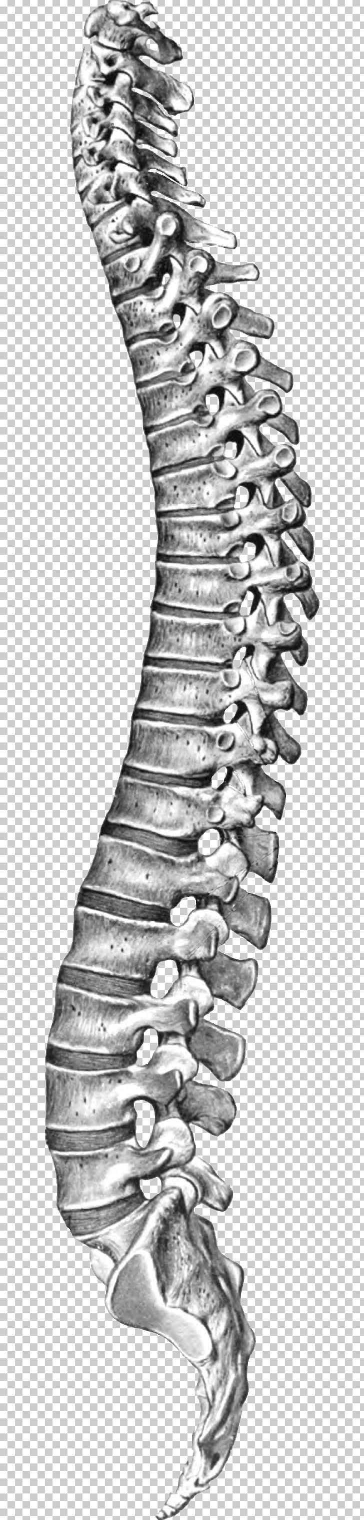 Vertebral Column Spinal Cord Coccyx PNG, Clipart, Anatomy, Axial Skeleton, Black And White, Coccyx, Column Free PNG Download