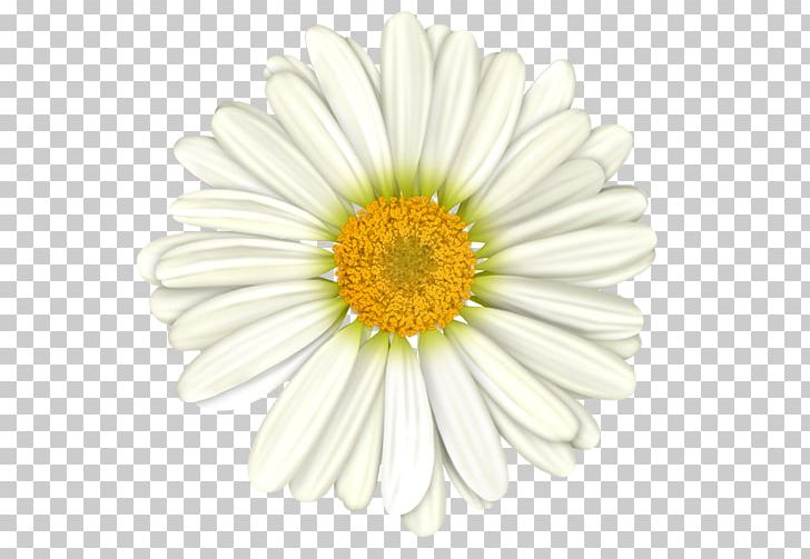 Chamomile Flower PNG, Clipart, Arumlily, Aster, Camomile, Chama, Chamomile Free PNG Download