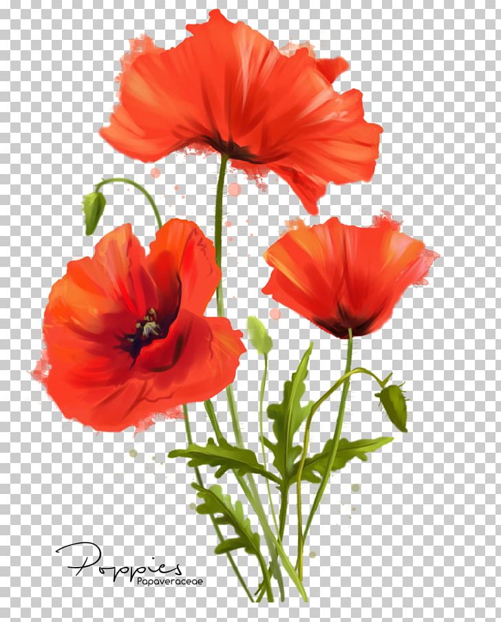 Common Poppy Flower Watercolor Painting PNG, Clipart, Annual Plant, Art, California Poppy, Cayenne, Common Poppy Free PNG Download