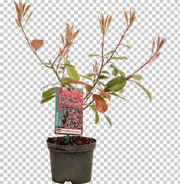 Flowerpot Red Tip Photinia Shrub Houseplant Garden Centre PNG, Clipart, Branch, Centimeter, Evergreen, Flower, Flowerpot Free PNG Download
