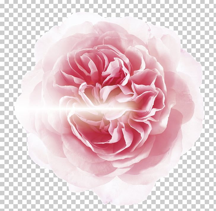 Garden Roses Cabbage Rose Floribunda Petal Flower PNG, Clipart, Camellia, Cut Flowers, Etlingera Elatior, Floribunda, Flower Free PNG Download