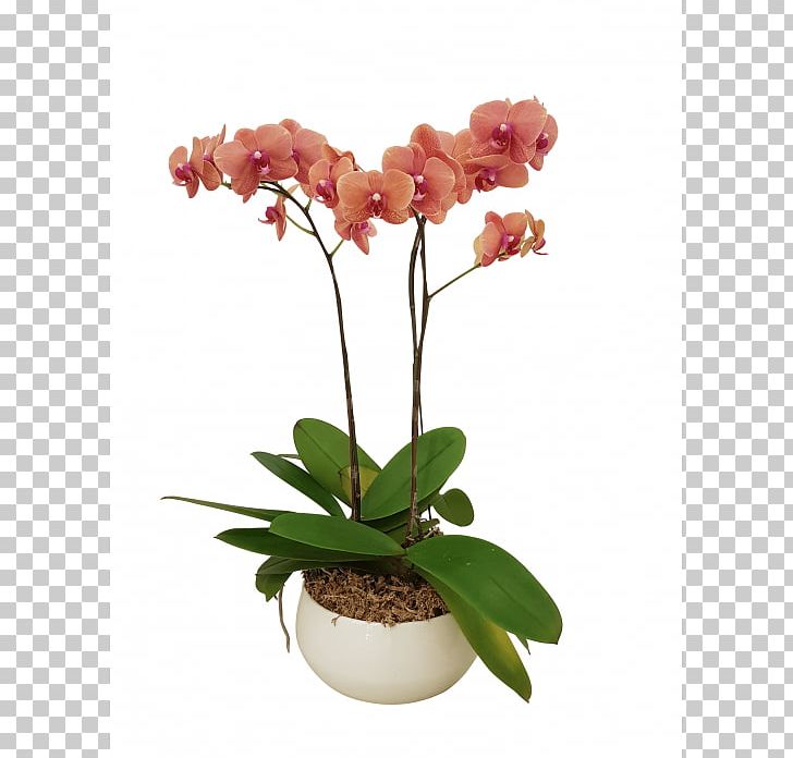 Moth Orchids All About Orchids Flowerpot Cut Flowers PNG, Clipart, 2 U, Artificial Flower, Ceramic, Container, Cut Flowers Free PNG Download