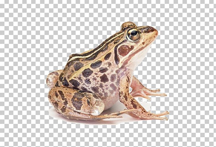 Common Frog Edible Frog True Frog Amphibian PNG, Clipart, American Bullfrog, Amphibian, Animal, Art, Bullfrog Free PNG Download