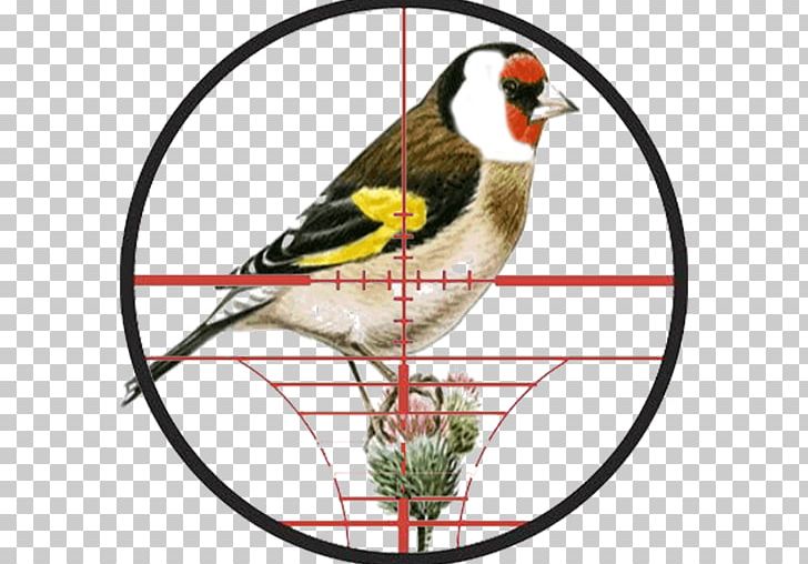 Finches Beak European Goldfinch Drawing Feather PNG, Clipart, Apk, Beak, Bird, Drawing, European Goldfinch Free PNG Download