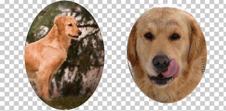 Golden Retriever Dog Breed Sporting Group PNG, Clipart, Animals, Breed, Breeding Program, Carnivoran, Color Free PNG Download