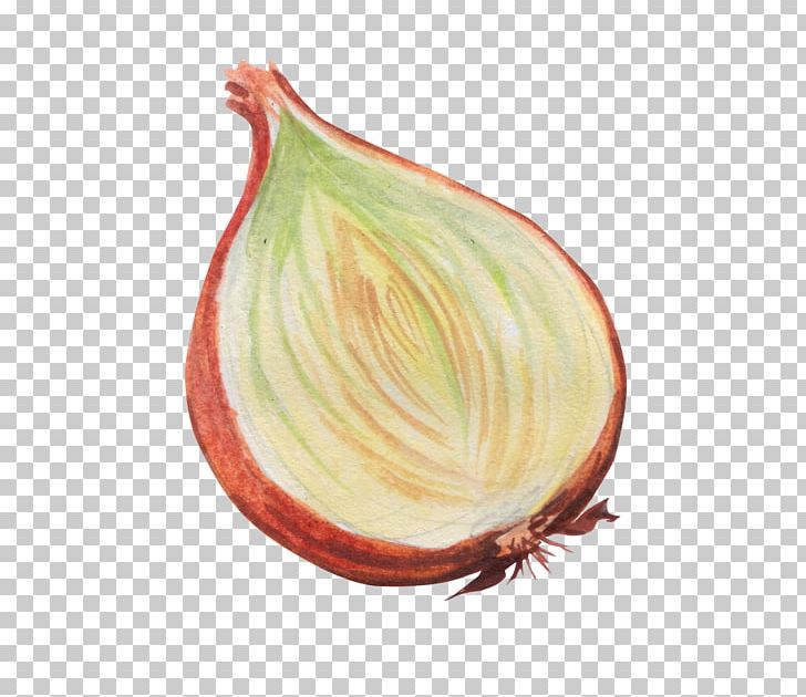 Onion Vegetable PNG, Clipart, Color, Color Painting, Decoration, Download, Food Free PNG Download