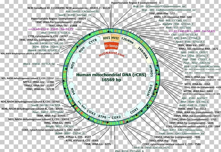 Human Mitochondrial DNA Haplogroup Nucleic Acid Sequence Human Mitochondrial Genetics PNG, Clipart, Area, Cell, Circle, Diagram, Dna Free PNG Download