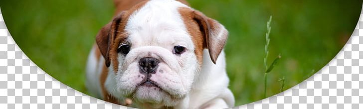 Puppy Pit Bull Bulldog Maltese Dog Bichon Frise PNG, Clipart, American Pit Bull Terrier, Animal, Animal Doctor, Animals, Bichon Frise Free PNG Download