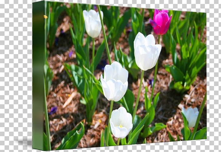 Crocus Meadow Tulip Wildflower Petal PNG, Clipart, Crocus, Flower, Flowering Plant, Grass, Iris Family Free PNG Download