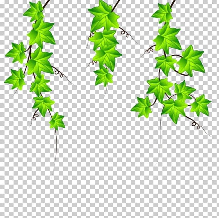 Drawing Ivy PNG, Clipart, Background, Background Decoration, Branch, Encapsulated Postscript, Free Download Free PNG Download