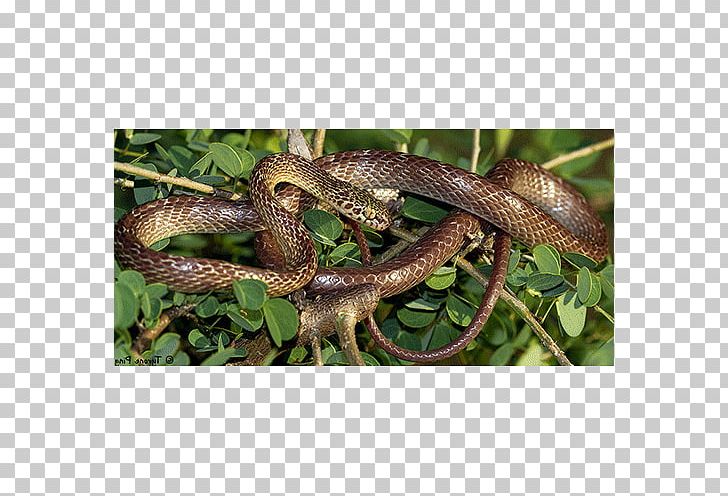 Boa Constrictor Terrestrial Animal PNG, Clipart, Animal, Boa Constrictor, Boas, Others, Reptile Free PNG Download