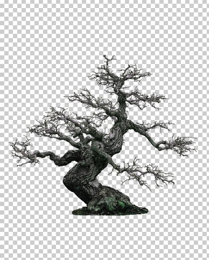 Bonsai Display Resolution 1080p PNG, Clipart, 4k Resolution, 1080p, Branch, Christmas Lights, Computer Free PNG Download