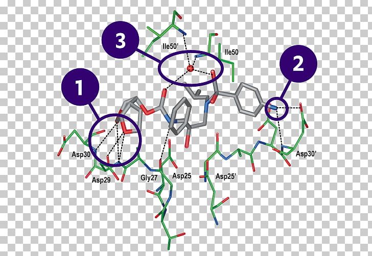 Darunavir HIV-1 Protease Cobicistat Molecular Binding Protease Inhibitor PNG, Clipart, Angle, Chemistry, Circle, Cobicistat, Communication Free PNG Download