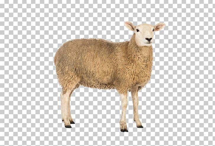 Sheep Stock Photography PNG, Clipart, Animals, Argali, Barbary Sheep, Cow Goat Family, Fur Free PNG Download