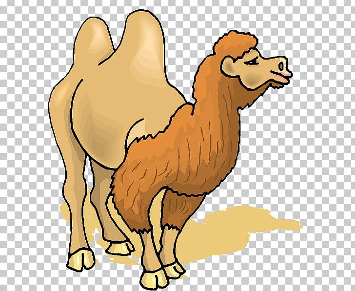 Bactrian Camel PNG, Clipart, Animal Figure, Arabian Camel, Artwork, Bactrian Camel, Beak Free PNG Download