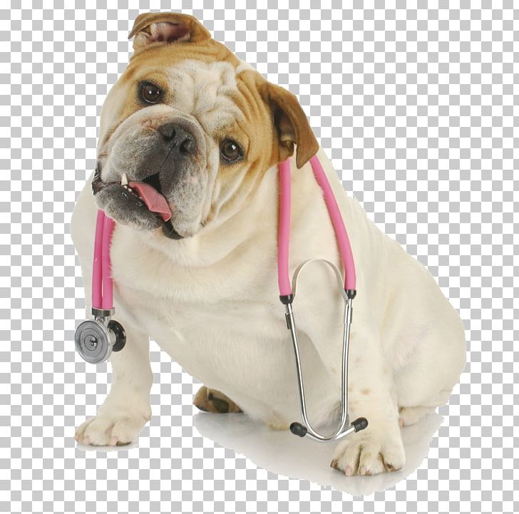Bulldog Puppy Cavalier King Charles Spaniel Pug Havanese Dog PNG