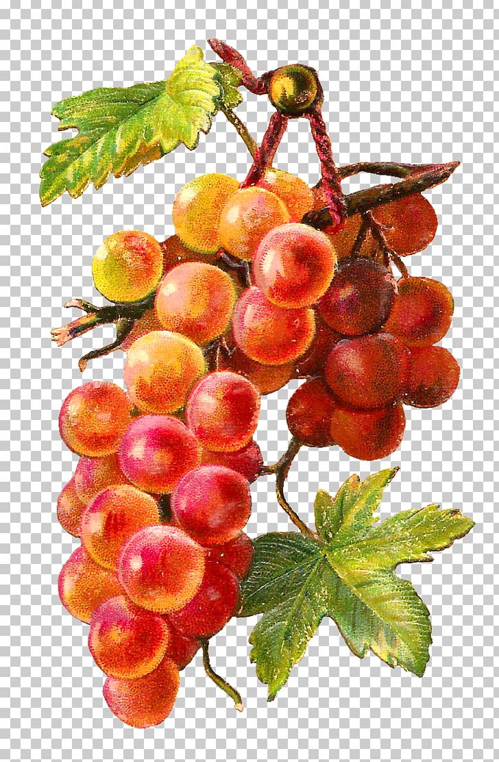 Common Grape Vine Muscadine Grape PNG, Clipart, Ampelography, Berry, Common Grape Vine, Food, Fruit Free PNG Download