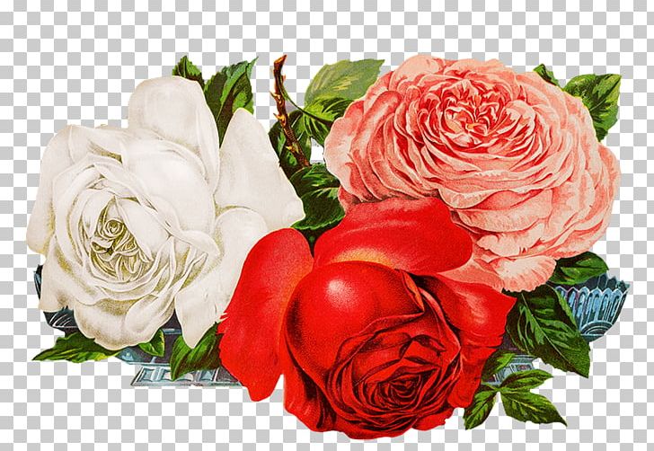 Garden Roses Cabbage Rose Cut Flowers Floral Design Digital Scrapbooking PNG, Clipart, Cut Flowers, Desktop Wallpaper, Digital Scrapbooking, Floral Design, Floristry Free PNG Download