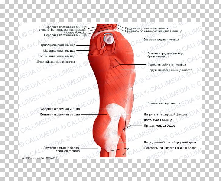 Transversus Thoracis Muscle Abdomen Thorax Rectus Abdominis Muscle PNG, Clipart, Abdomen, Active Undergarment, Anatomy, Arm, Biceps Free PNG Download