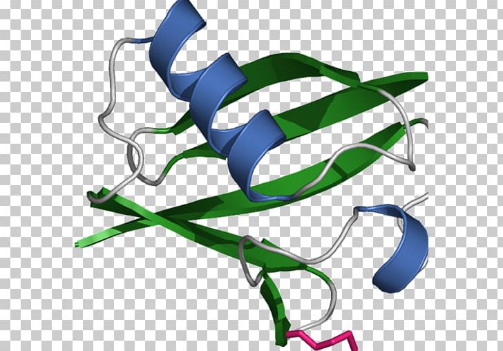 Ubiquitin Protein Proteasome Cell Signaling PNG