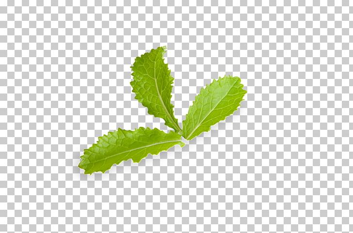 Leaf Herbalism Plant Stem PNG, Clipart, Herb, Herbalism, Leaf, Plant, Plant Stem Free PNG Download