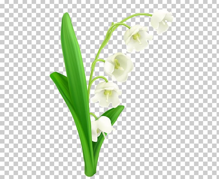 Lily Of The Valley Lilium PNG, Clipart, Botanical Illustration, Botany, Convallaria, Cut Flowers, Drawing Free PNG Download