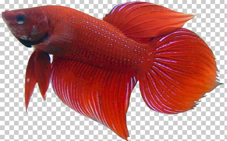 Siamese Fighting Fish Goldfish Tropical Fish PNG, Clipart, Animal, Animals, Aquarium, Betta Channoides, Butterfly Koi Free PNG Download