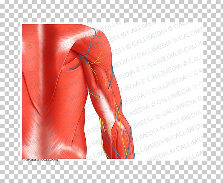 Triceps Brachii Muscle Arm Teres Major Muscle Shoulder PNG, Clipart, Abdomen, Anatomy, Arm, Back, Biceps Free PNG Download