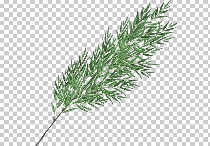 Twig Plant Stem Grasses Leaf Herb PNG, Clipart, Branch, Conifer, Family, Fir, Grass Free PNG Download