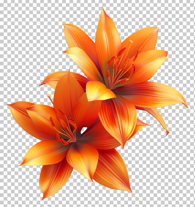 Saffron Flowers - Beautiful Orange Flowers PNG
