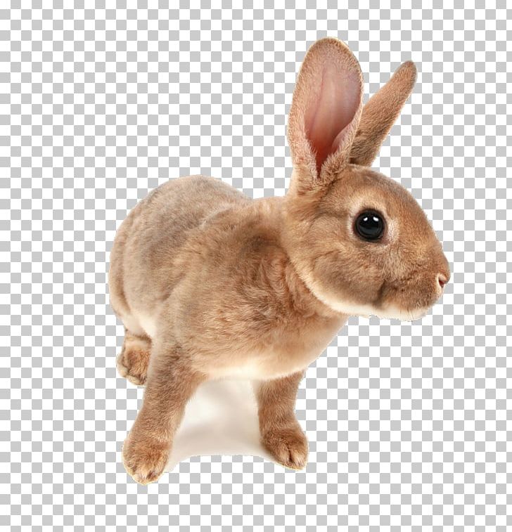 Domestic Rabbit Hare Netherland Dwarf Rabbit Holland Lop PNG, Clipart, Animals, Domestic Rabbit, Dwarf Rabbit, European Rabbit, Fauna Free PNG Download