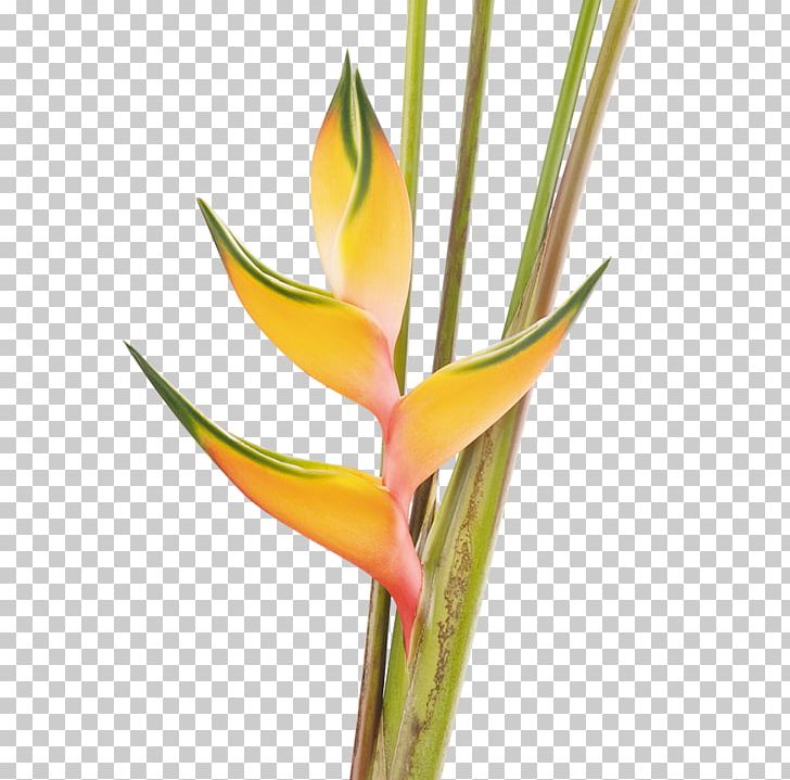 Heliconia Bihai Bird Of Paradise Flower Plant Costus PNG, Clipart, Bananas, Bird Of Paradise Flower, Costus, Cut Flowers, Exotica Free PNG Download
