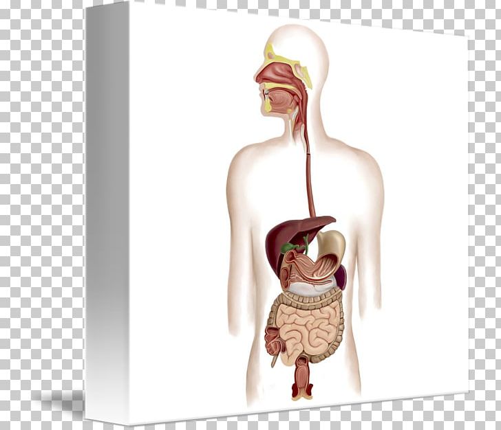 Human Digestive System Digestion Gastrointestinal Tract Anatomy Art PNG, Clipart, Anatomy, Art, Digestion, Digestive System, Ear Free PNG Download