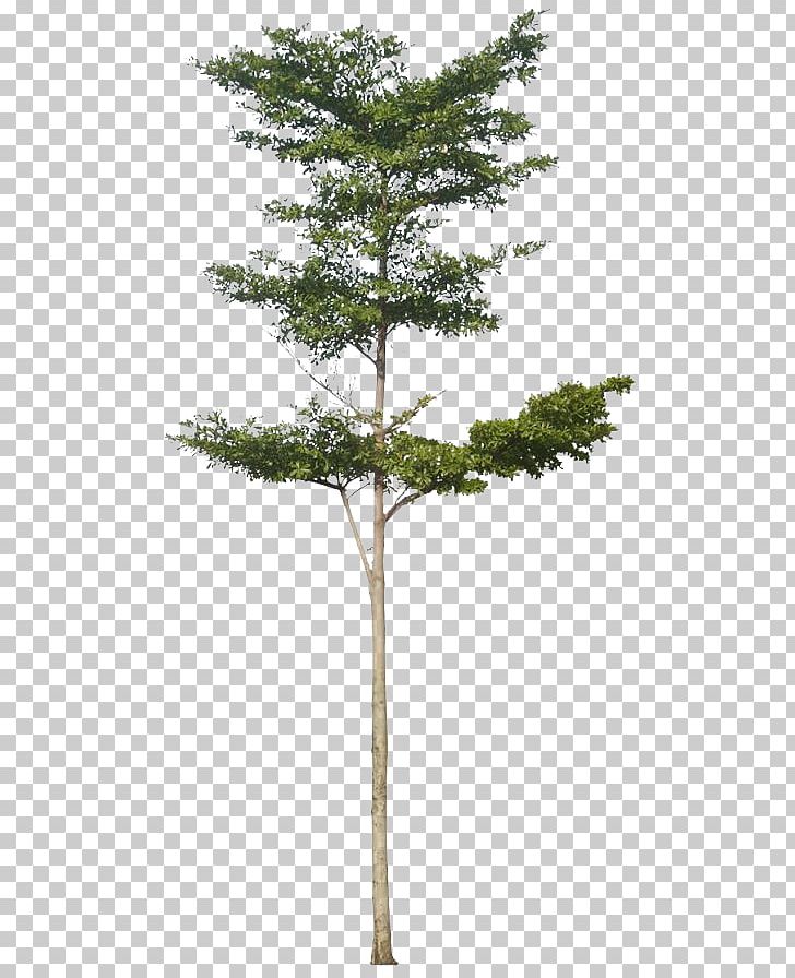 Tree Architectural Rendering PNG, Clipart, Architectural Rendering, Architecture, Branch, Bucida Buceras, Clip Art Free PNG Download