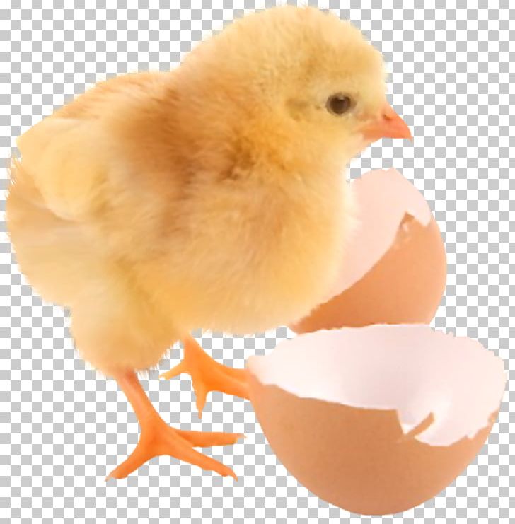 Chicken Eggshell Kifaranga Information PNG, Clipart, Animal, Animals, Beak, Bird, Chicken Free PNG Download