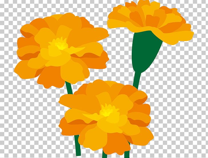 Marigold Flower Art PNG, Clipart, Annual Plant, Art, Calendula, Calendula Officinalis, Cricut Free PNG Download