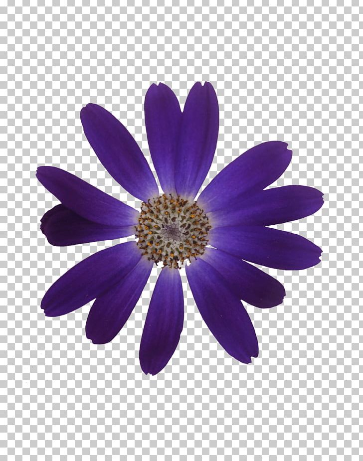 Pericallis Bulb Ornamental Plant Cutting PNG, Clipart, Annual Plant, Aster, Begonia, Bulb, Chrysanthemum Free PNG Download