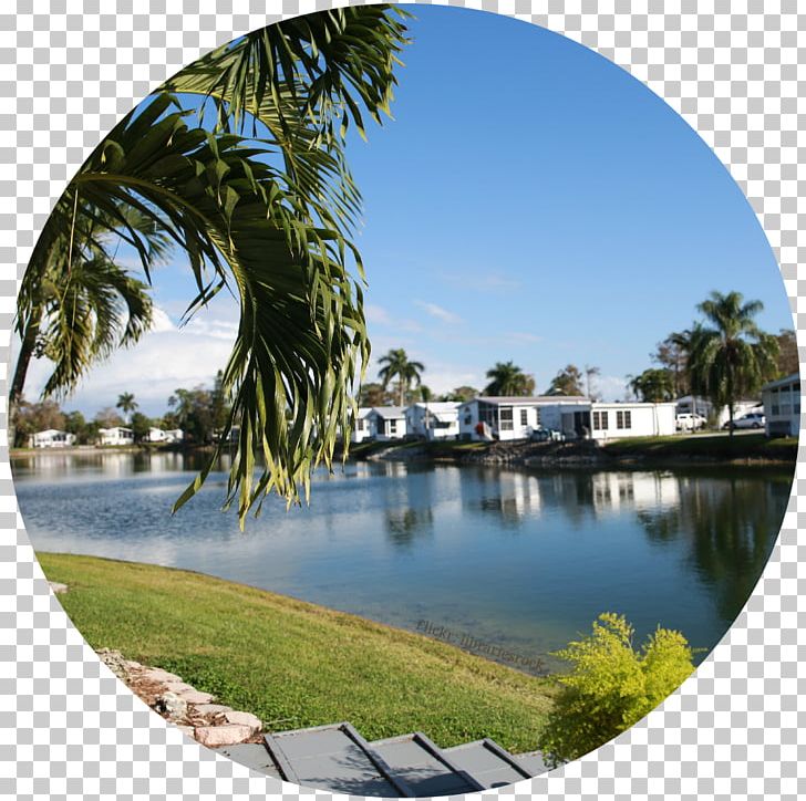 Winter Water Resources Palm Trees Resort Leisure PNG, Clipart, Arecales, Beach, California, City, Com Free PNG Download