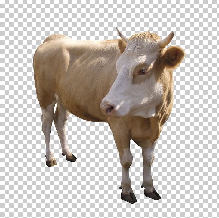 Dairy Cattle Zebu Calf Beef Cattle Ox PNG, Clipart, Animal, Animals, Beef Cattle, Bull, Calf Free PNG Download