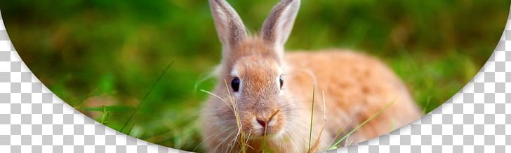Hare Domestic Rabbit Happy Valley Acres PNG, Clipart, Animal, Animals, Breeder, Dog, Dog Walking Free PNG Download