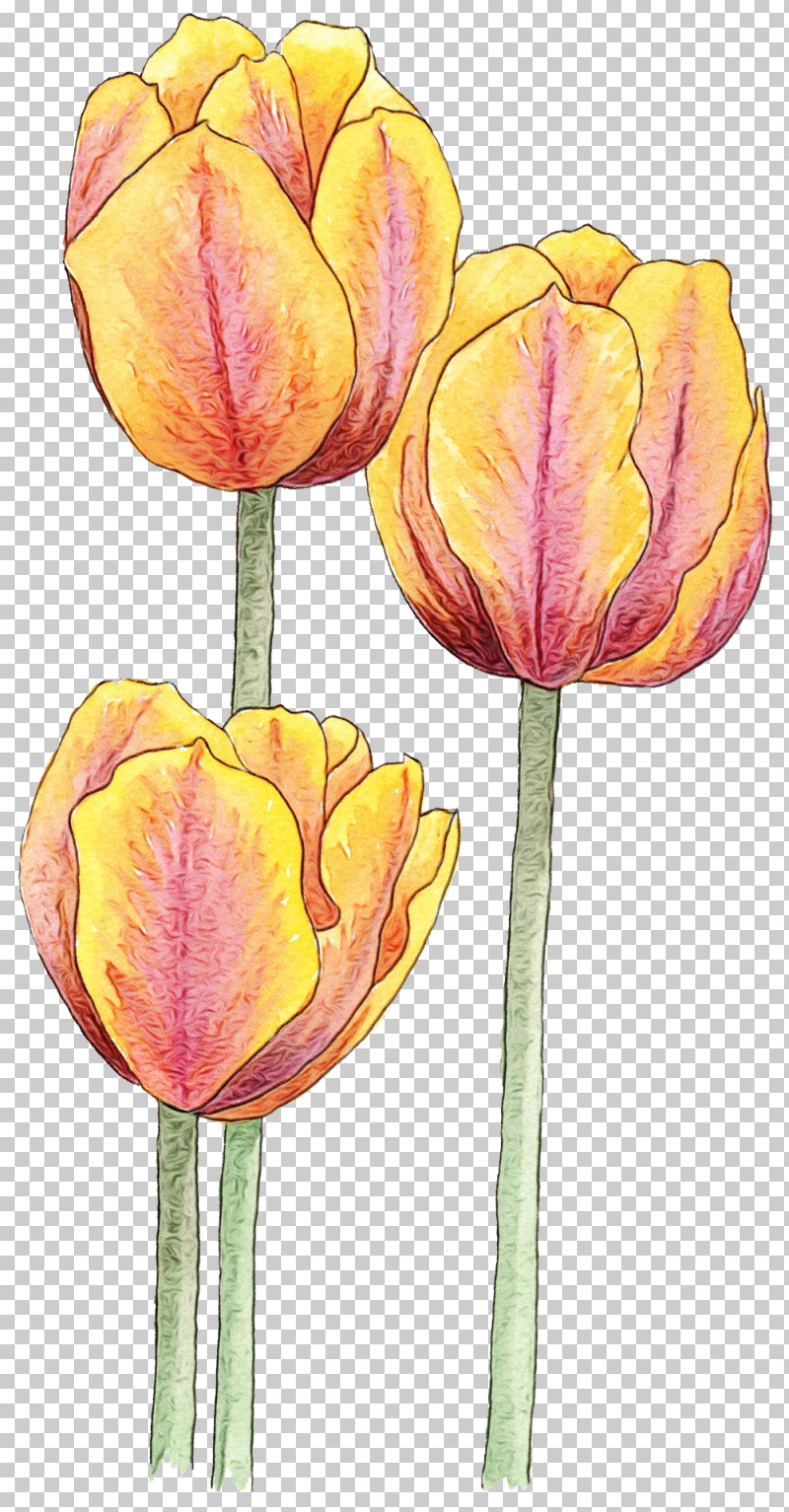 Tulip Flower Petal Yellow Plant PNG, Clipart, Bud, Cut Flowers, Flower, Lady Tulip, Lily Family Free PNG Download