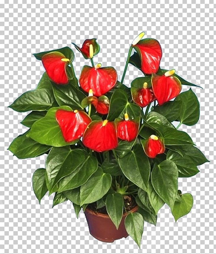 Anthurium Andraeanum Houseplant Flower Shoeblackplant PNG, Clipart, Chili Pepper, Family, Flower Arranging, Laceleaf, Nightshade Family Free PNG Download