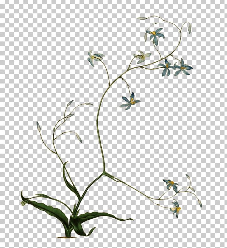 Botanical Illustration Botany Photography Flower PNG, Clipart, Autumn Flowers, Botanical Illustration, Botany, Branch, Cut Flowers Free PNG Download