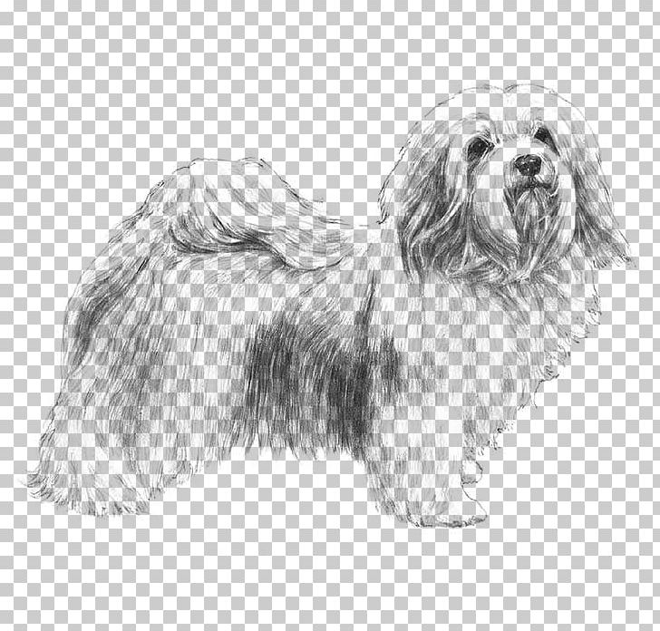 Havanese Dog Puppy Jack Russell Terrier American Kennel Club Coloring Book PNG, Clipart, Animals, Beard, Carnivoran, Color, Companion Dog Free PNG Download
